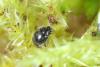 Stethorus pusillus